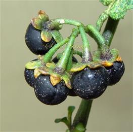  Mature Fruits